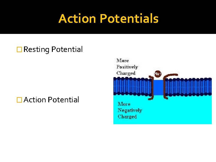 Action Potentials � Resting Potential � Action Potential 