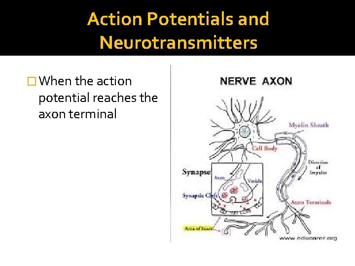 Action Potentials and Neurotransmitters � When the action potential reaches the axon terminal 