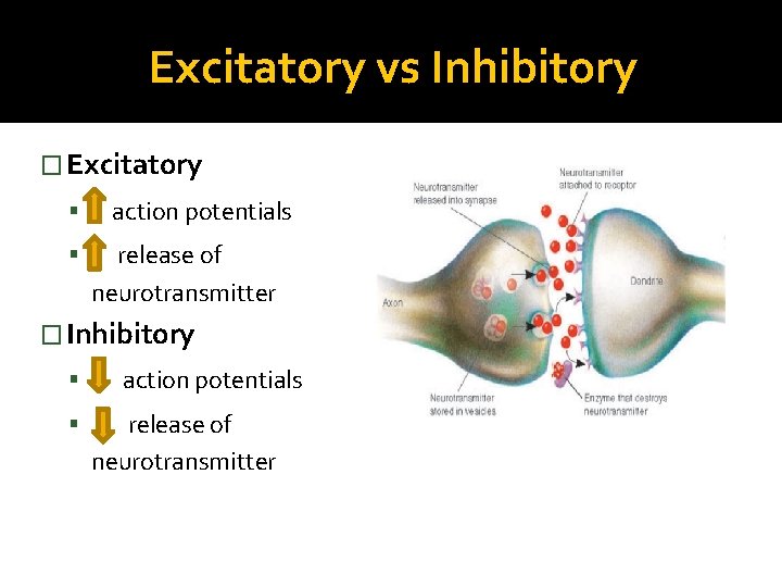 Excitatory vs Inhibitory � Excitatory action potentials release of neurotransmitter � Inhibitory action potentials