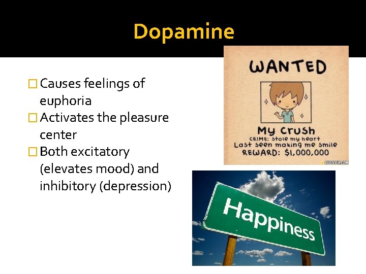 Dopamine � Causes feelings of euphoria � Activates the pleasure center � Both excitatory