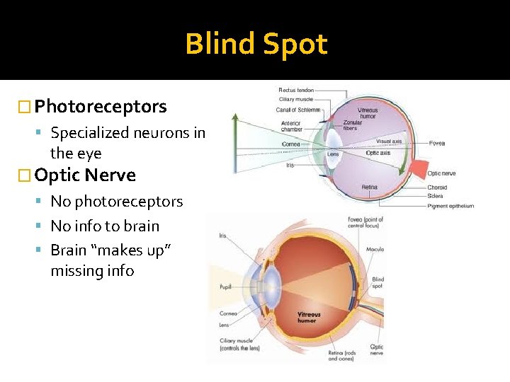 Blind Spot � Photoreceptors Specialized neurons in the eye � Optic Nerve No photoreceptors