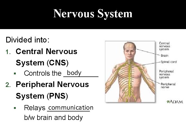 Nervous System Divided into: 1. Central Nervous System (CNS) 2. body Controls the _____