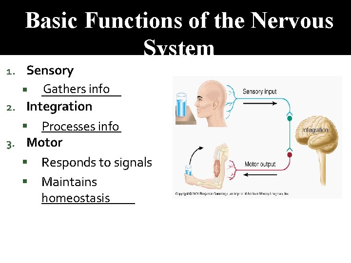 Basic Functions of the Nervous System Sensory Gathers info ______ 2. Integration ______ Processes