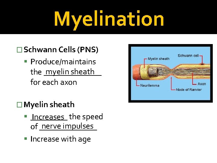 Myelination � Schwann Cells (PNS) Produce/maintains myelin sheath the _______ for each axon �