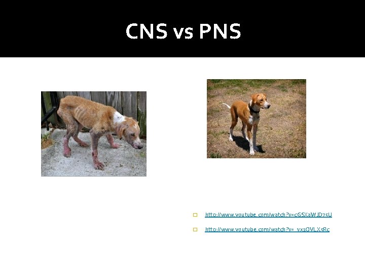 CNS vs PNS � http: //www. youtube. com/watch? v=c. GSXa. WJD 75 U �
