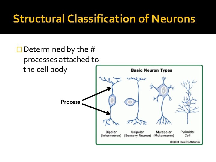 Structural Classification of Neurons � Determined by the # processes attached to the cell