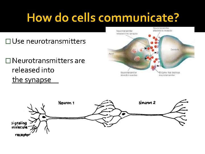 How do cells communicate? � Use neurotransmitters � Neurotransmitters are released into ______ the