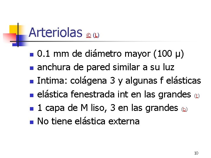 Arteriolas n n n © (L) 0. 1 mm de diámetro mayor (100 µ) Arteriolas n n n © (L) 0. 1 mm de diámetro mayor (100 µ)