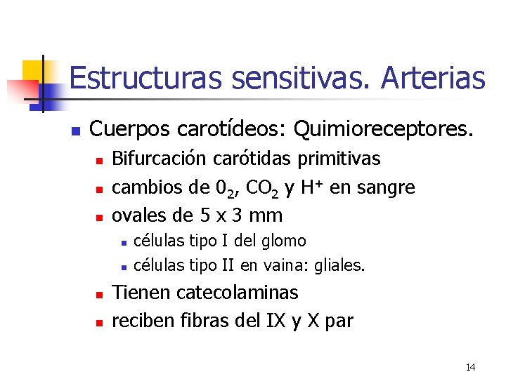 Estructuras sensitivas. Arterias n Cuerpos carotídeos: Quimioreceptores. n n n Bifurcación carótidas primitivas cambios Estructuras sensitivas. Arterias n Cuerpos carotídeos: Quimioreceptores. n n n Bifurcación carótidas primitivas cambios
