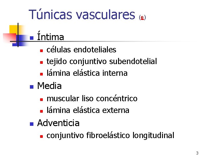 Túnicas vasculares n Íntima n n células endoteliales tejido conjuntivo subendotelial lámina elástica interna Túnicas vasculares n Íntima n n células endoteliales tejido conjuntivo subendotelial lámina elástica interna