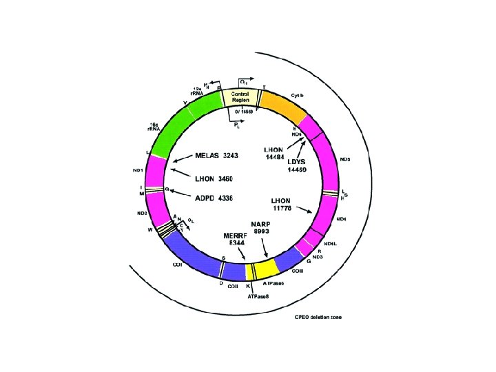 DNA MITOCONDRIALE 1 2 3 2 10 molecole