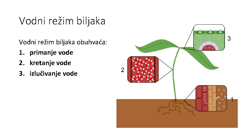 Vodni režim biljaka obuhvaća: 1. primanje vode 2. kretanje vode 3. izlučivanje vode 