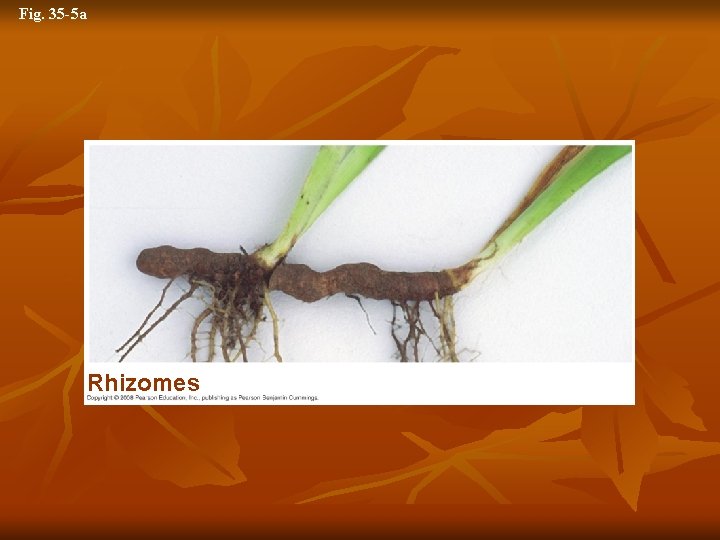 Fig. 35 -5 a Rhizomes 