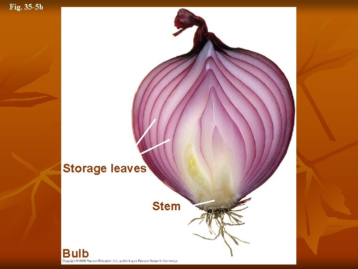 Fig. 35 -5 b Storage leaves Stem Bulb 