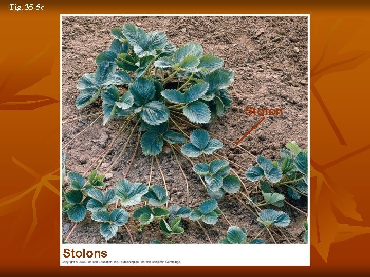 Fig. 35 -5 c Stolons 