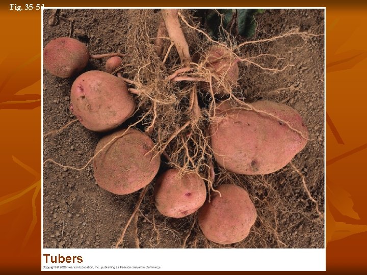 Fig. 35 -5 d Tubers 