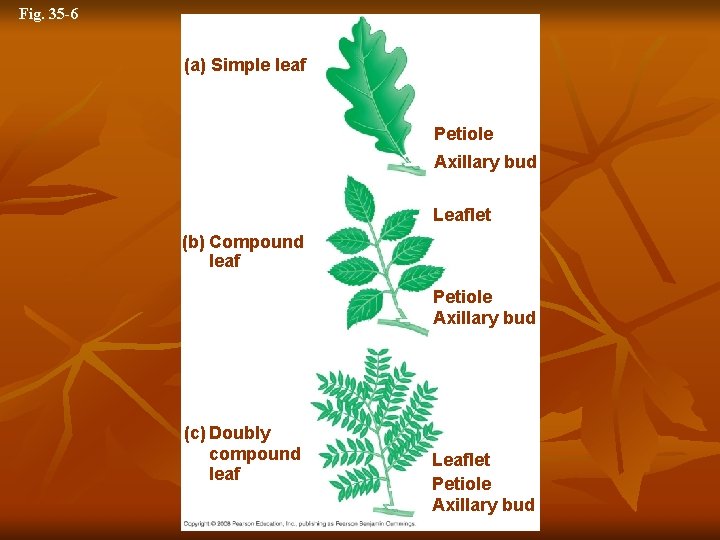 Fig. 35 -6 (a) Simple leaf Petiole Axillary bud Leaflet (b) Compound leaf Petiole