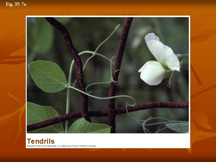 Fig. 35 -7 a Tendrils 