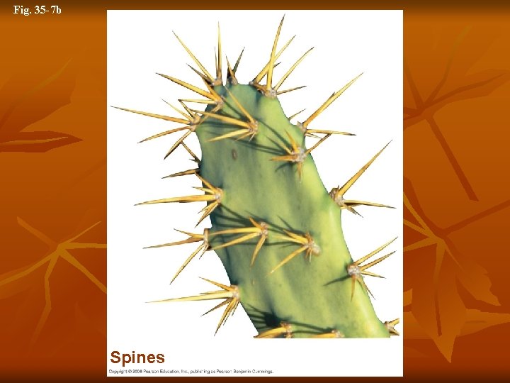 Fig. 35 -7 b Spines 