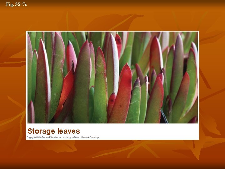 Fig. 35 -7 c Storage leaves 