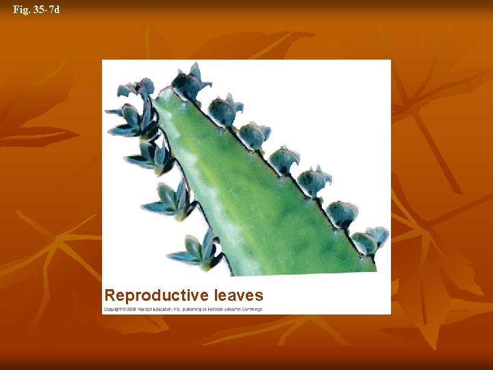 Fig. 35 -7 d Reproductive leaves 