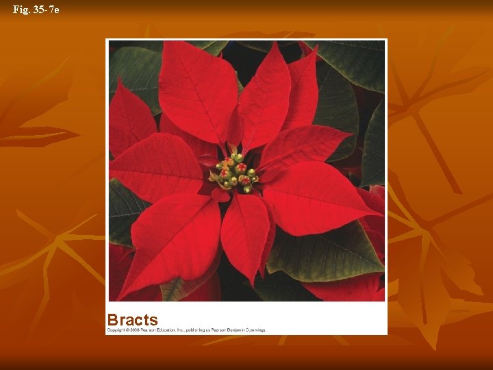Fig. 35 -7 e Bracts 