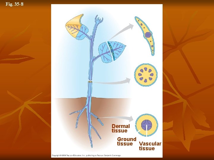 Fig. 35 -8 Dermal tissue Ground tissue Vascular tissue 