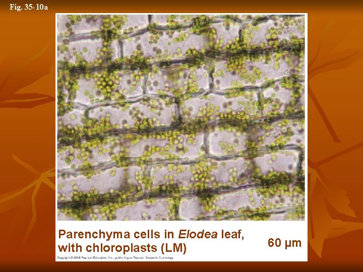 Fig. 35 -10 a Parenchyma cells in Elodea leaf, with chloroplasts (LM) 60 µm