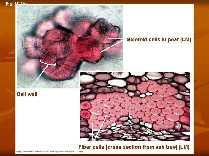 Fig. 35 -10 c 5 µm Sclereid cells in pear (LM) 25 µm Cell