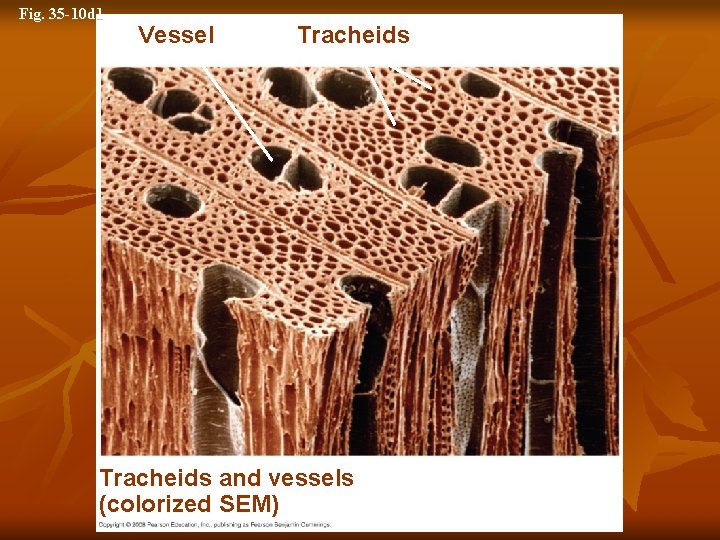 Fig. 35 -10 d 1 Vessel Tracheids and vessels (colorized SEM) 100 µm 