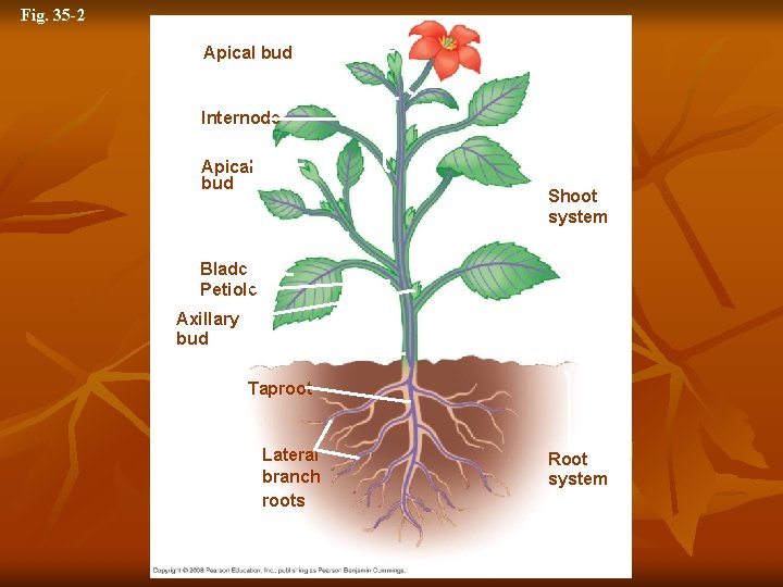 Fig. 35 -2 Reproductive shoot (flower) Apical bud Node Internode Apical bud Vegetative shoot