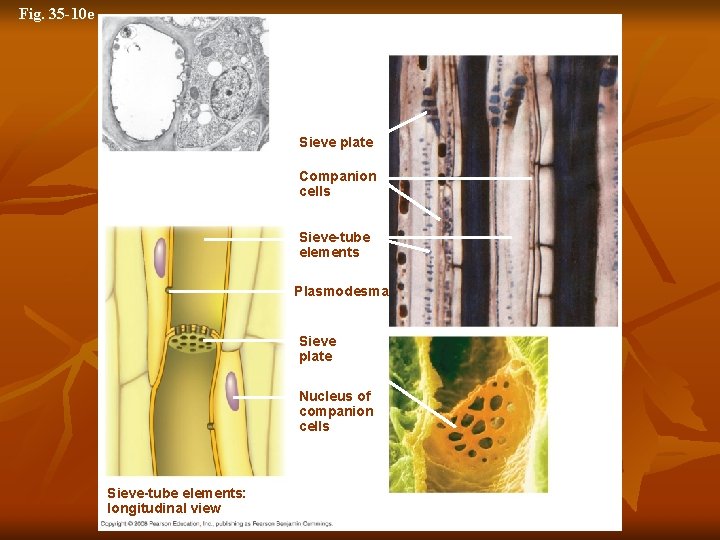 Fig. 35 -10 e Sieve-tube elements: longitudinal view (LM) 3 µm Sieve plate Sieve-tube