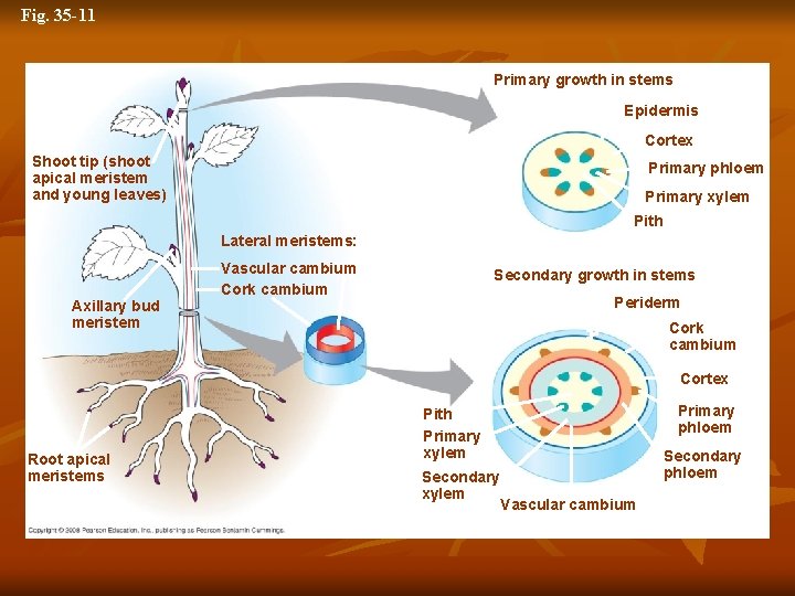 Fig. 35 -11 Primary growth in stems Epidermis Cortex Shoot tip (shoot apical meristem