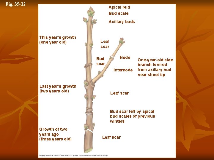 Fig. 35 -12 Apical bud Bud scale Axillary buds This year’s growth (one year