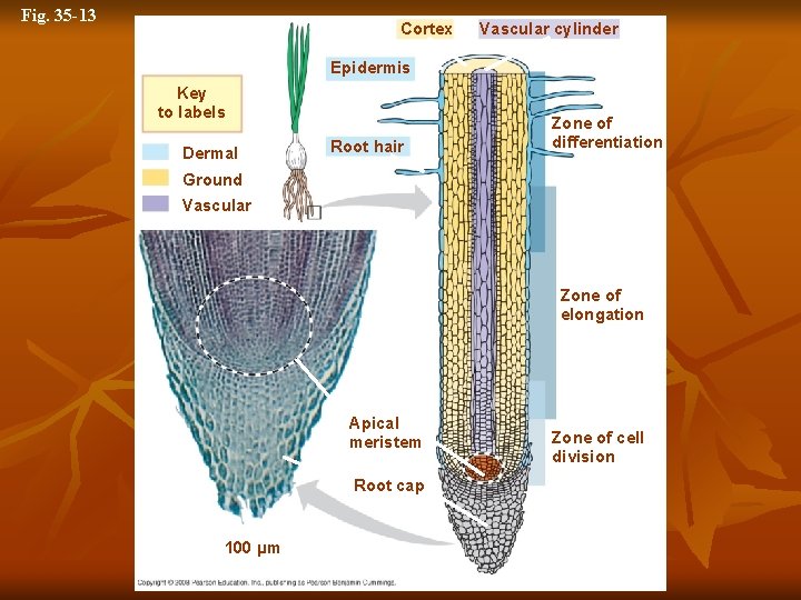 Fig. 35 -13 Cortex Vascular cylinder Epidermis Key to labels Dermal Root hair Zone