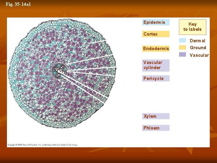 Fig. 35 -14 a 1 Epidermis Cortex Key to labels Dermal Endodermis Ground Vascular