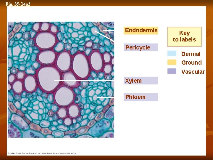 Fig. 35 -14 a 2 (a) Root with xylem and phloem in the center
