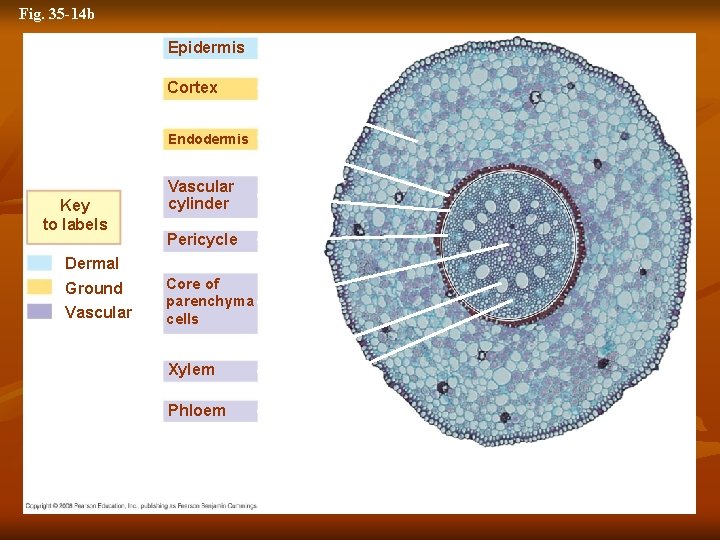 Fig. 35 -14 b Epidermis Cortex Endodermis Key to labels Vascular cylinder Pericycle Dermal