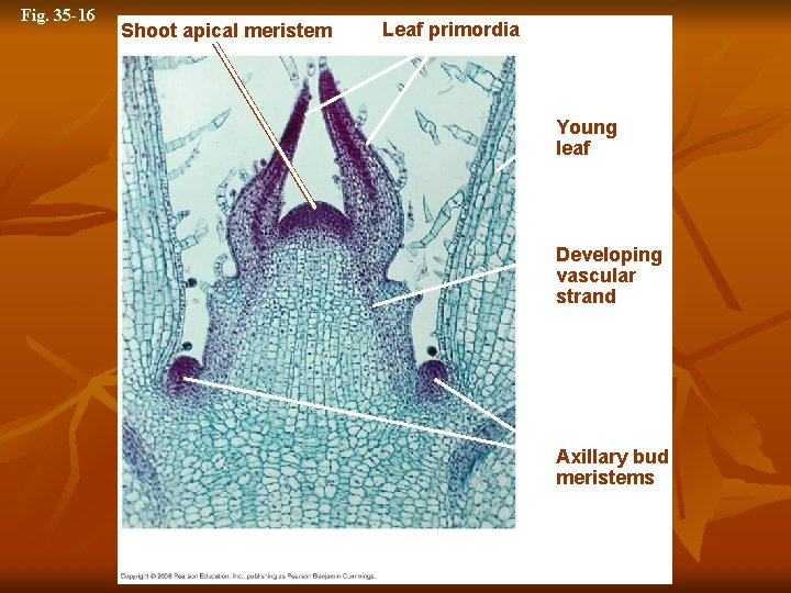 Fig. 35 -16 Shoot apical meristem Leaf primordia Young leaf Developing vascular strand Axillary