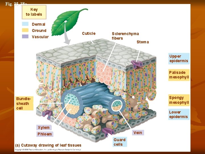 Fig. 35 -18 a Key to labels Dermal Ground Vascular Cuticle Sclerenchyma fibers Stoma