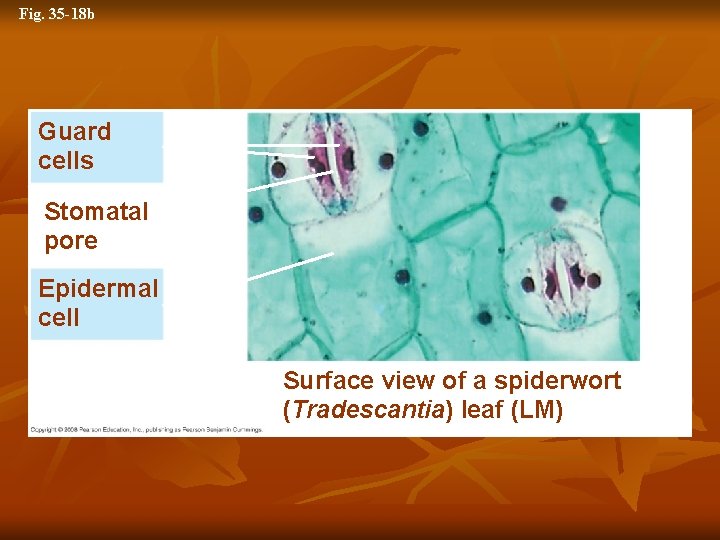 Fig. 35 -18 b Guard cells 50 µm Stomatal pore Epidermal cell (b) Surface
