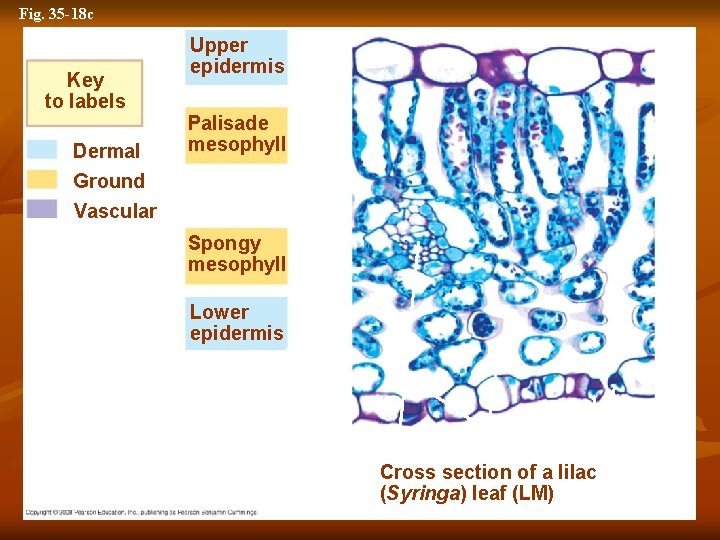 Fig. 35 -18 c Key to labels Dermal Ground Upper epidermis Palisade mesophyll Vascular