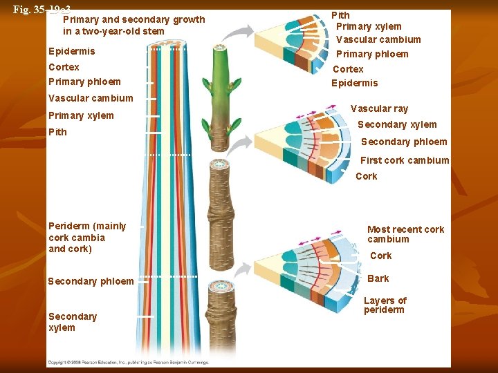 Fig. 35 -19 a 3 Pith Primary xylem Vascular cambium Primary phloem (a) Primary