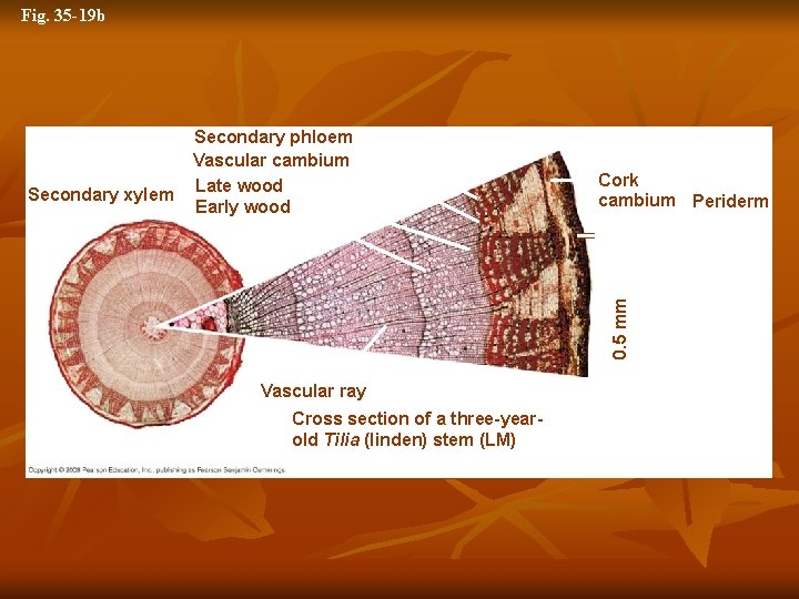 Fig. 35 -19 b Secondary xylem Secondary phloem Vascular cambium Late wood Early wood