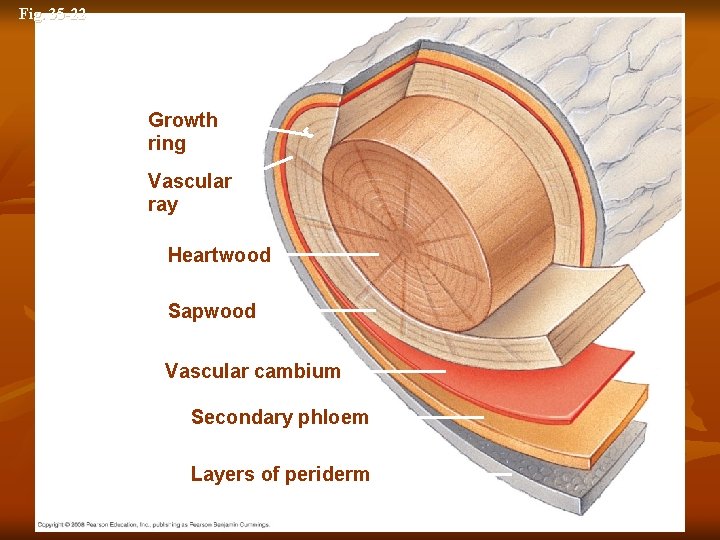 Fig. 35 -22 Growth ring Vascular ray Heartwood Secondary xylem Sapwood Vascular cambium Secondary