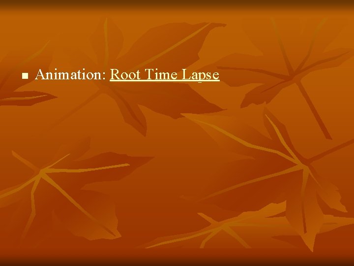 n Animation: Root Time Lapse 