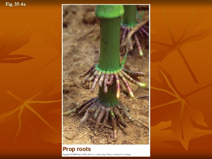Fig. 35 -4 a Prop roots 
