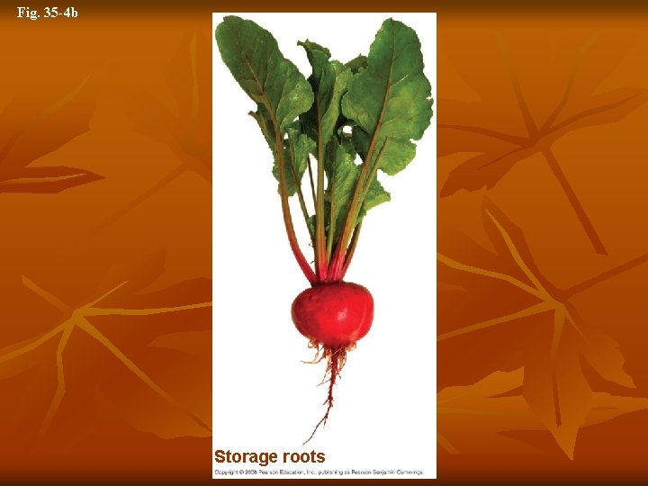 Fig. 35 -4 b Storage roots 