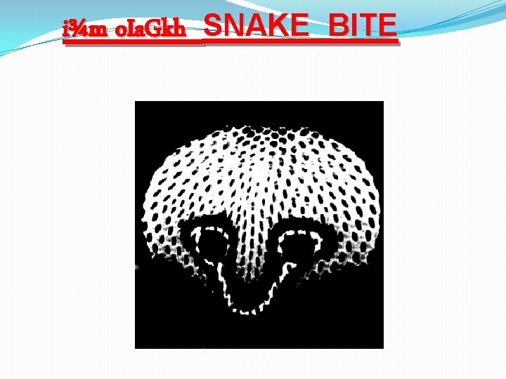 i¾m o. Ia. Gkh SNAKE BITE 