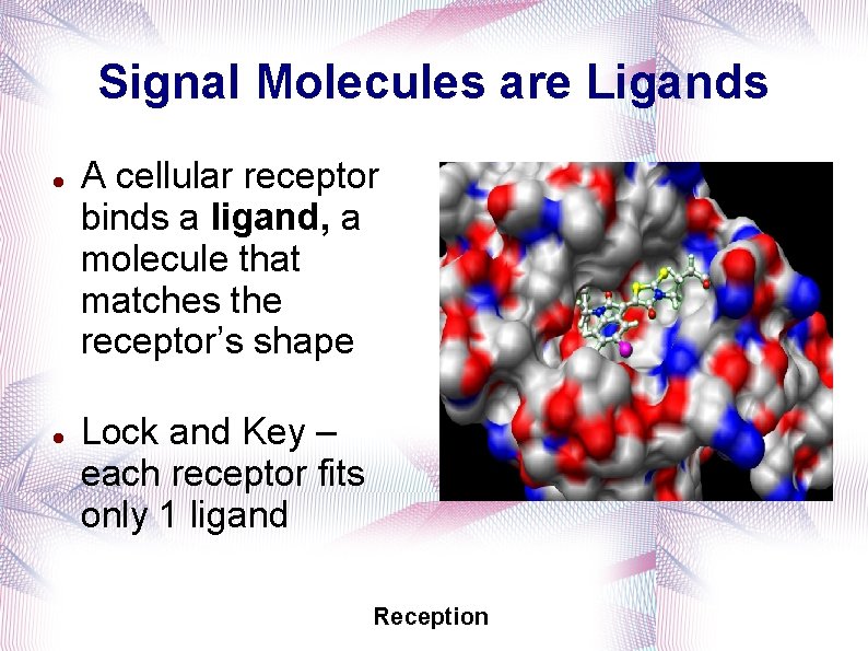 Signal Molecules are Ligands A cellular receptor binds a ligand, a molecule that matches